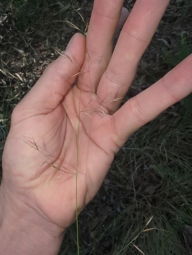 Image of Aristida queenslandica by (c) Geoffrey Cartland, some rights reserved (CC BY-SA)