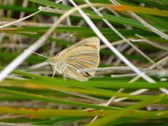 Argyrophenga janitae