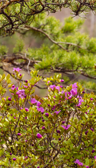 Rhododendron ledebourii