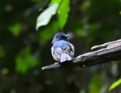 Cyornis hainanus