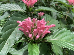 Justicia carnea