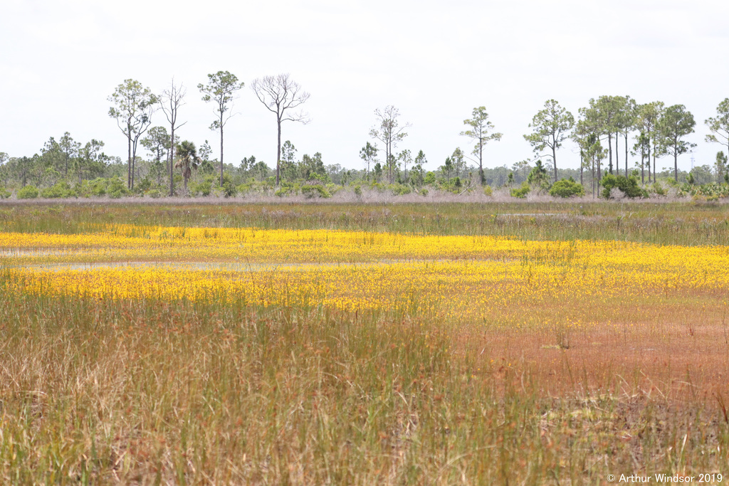 Utricularia cornuta Michx. 2