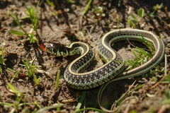 Thamnophis eques