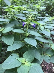 Salvia caudata