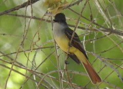 Myiarchus cinerascens