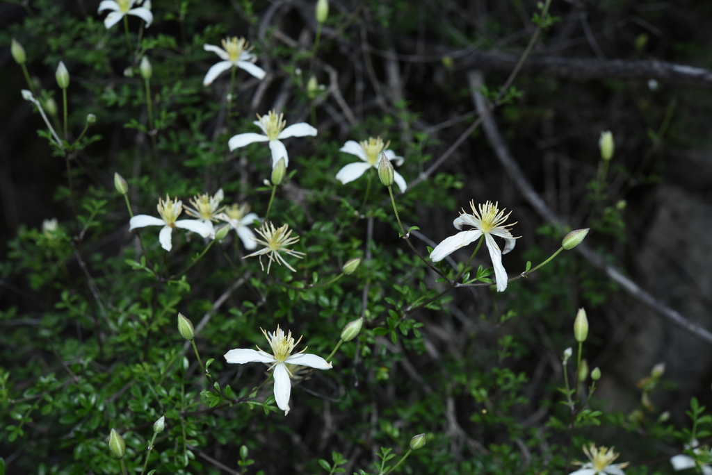 Delavayanae