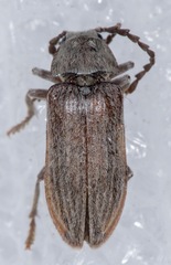 Dascillus davidsoni