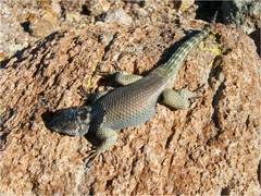 Sceloporus minor