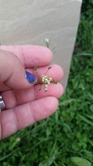 Capsella bursa-pastoris