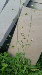Capsella bursa-pastoris