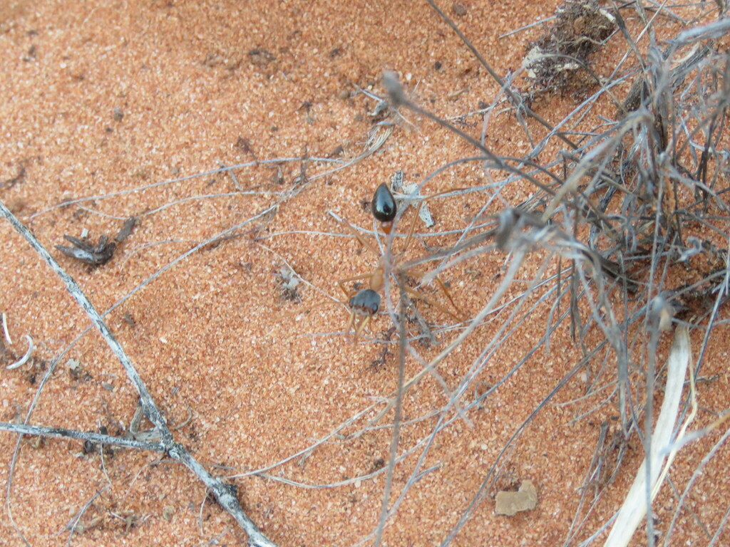 Myrmecia desertorum in May 2024 by Josh Magro · iNaturalist