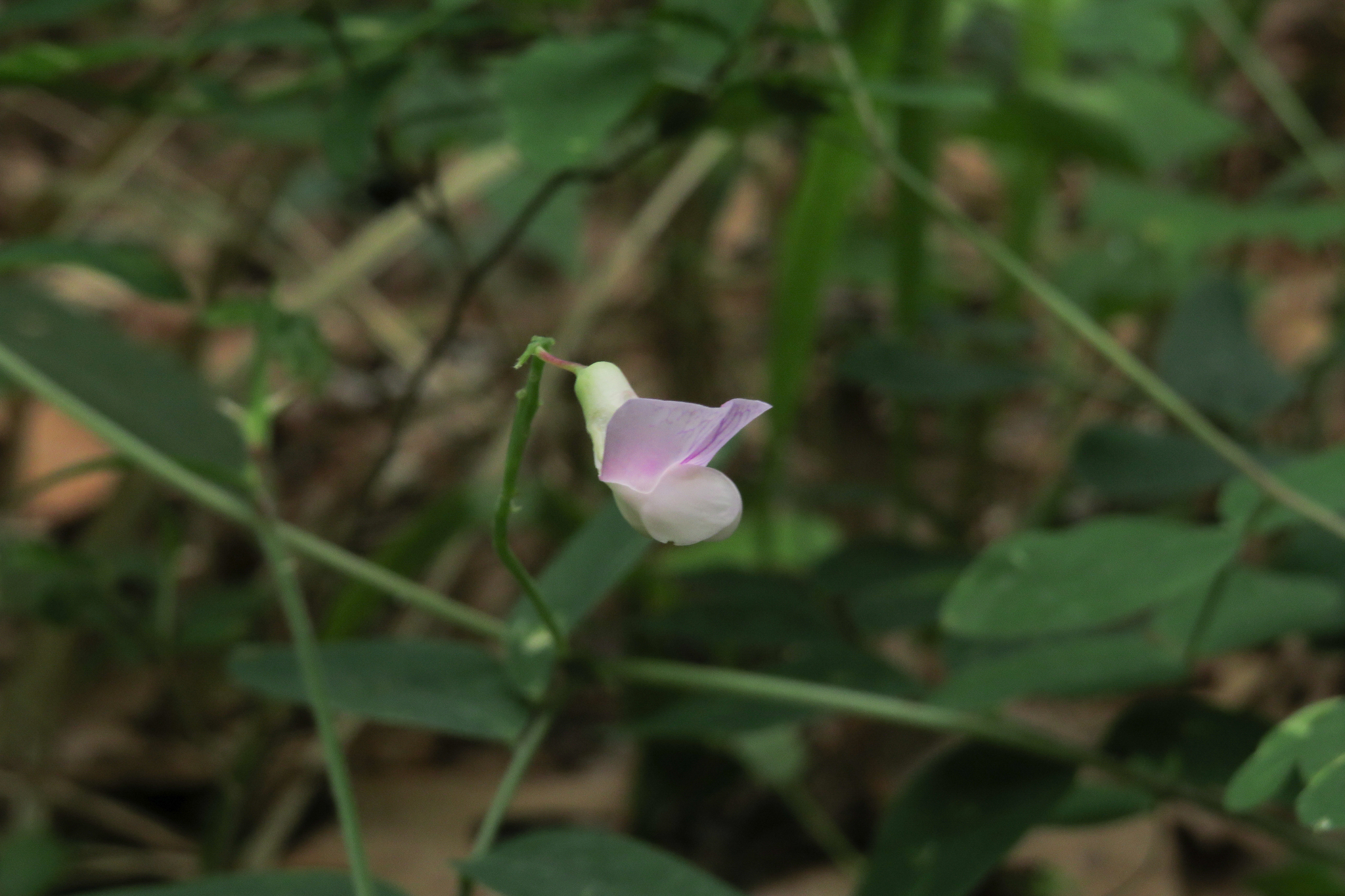 Lathyrus venosus var. arkansanus