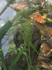 Polypogon interruptus