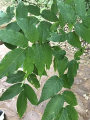 Ungnadia speciosa