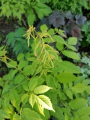 Aruncus dioicus