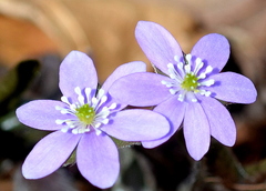 Hepatica acutiloba