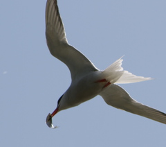 Alosa pseudoharengus