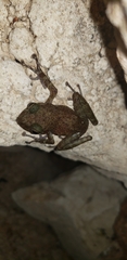 Craugastor psephosypharus