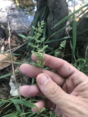 Polypogon interruptus
