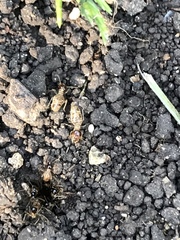 Tenuirostritermes