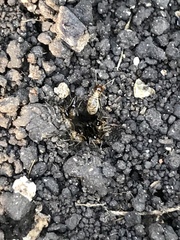 Tenuirostritermes