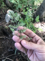 Polypogon interruptus