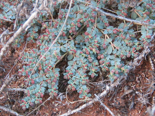 Euphorbia drummondii, 2024-05-07