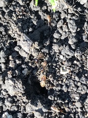 Tenuirostritermes