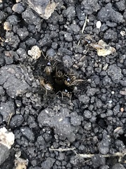 Tenuirostritermes