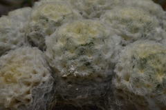 Mammillaria plumosa