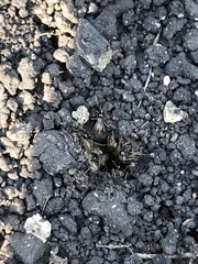 Tenuirostritermes