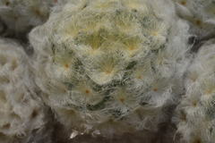 Mammillaria plumosa