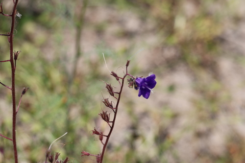 Wild canterbury bells (Phacelia minor)