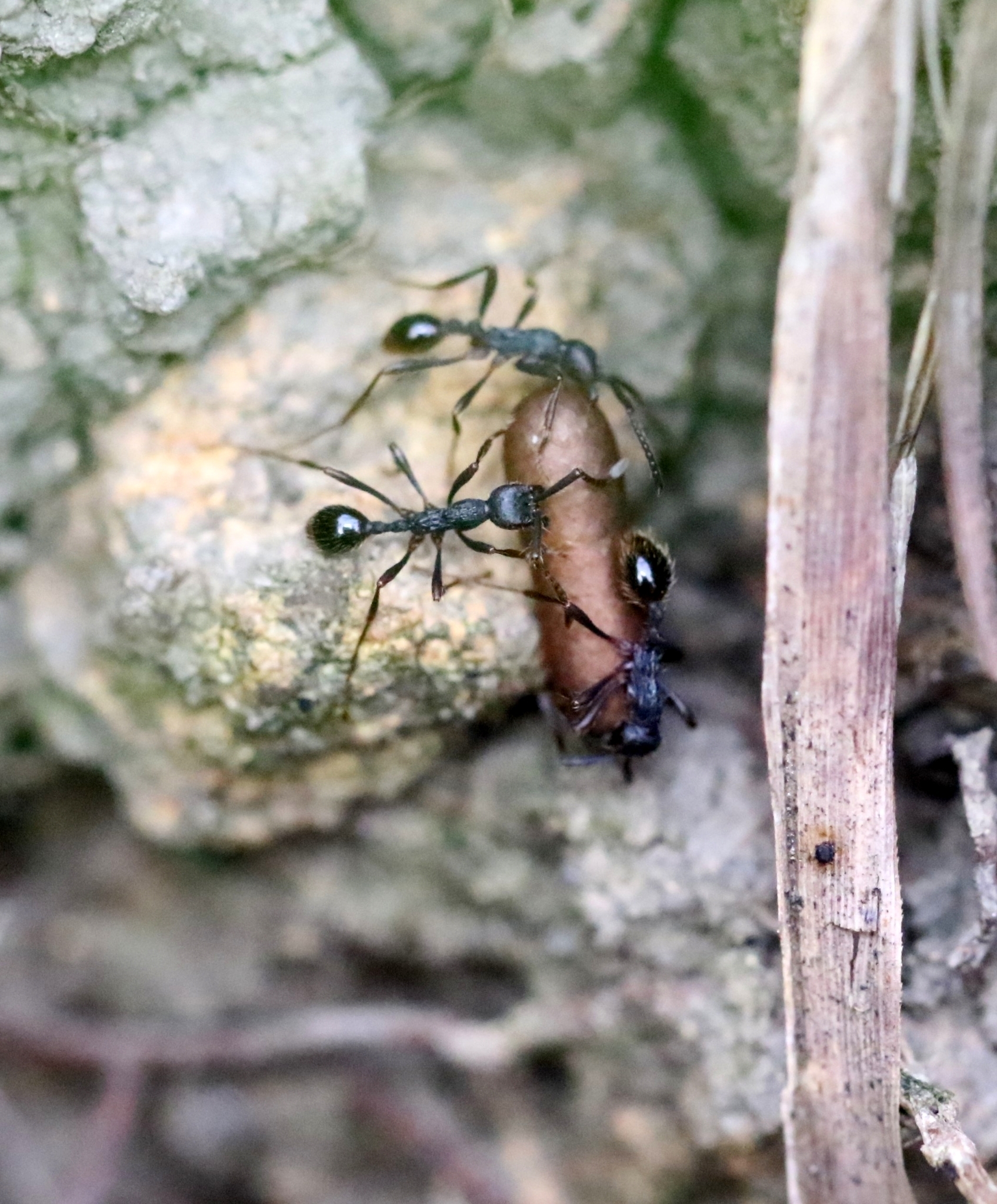 Aenictus dentatus