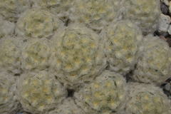 Mammillaria plumosa