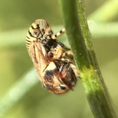 Clastoptera lineatocollis