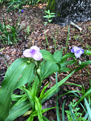 Tradescantia ernestiana