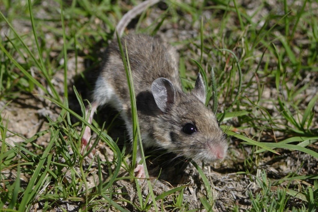 North American Deermouse