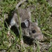 Southern Deer Mouse - Photo (c) Juan Cruzado Cortés, some rights reserved (CC BY-SA), uploaded by Juan Cruzado Cortés