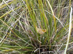 Argyrophenga janitae