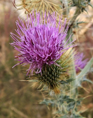 Cirsium rhaphilepis