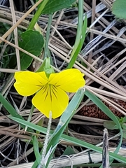 Viola vallicola