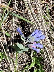 Mertensia oblongifolia