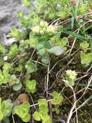 Sedum ternatum