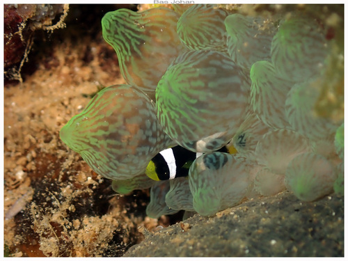 Barrier reef anemonefish (Amphiprion akindynos) — Pomacentridae