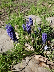 Muscari botryoides