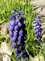 Muscari botryoides