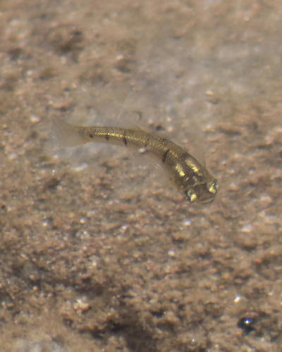 Lowland Livebearer