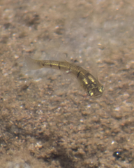 Lowland Livebearer photo 3