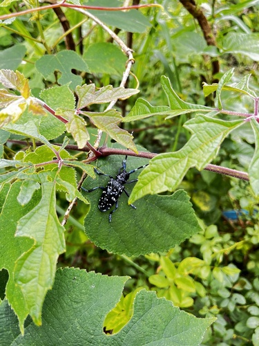 Citrus Longhorn Beetle